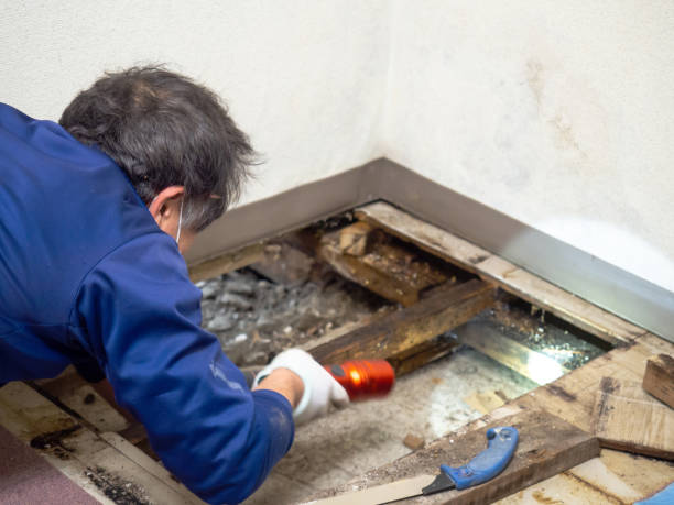 Best Same-Day Mold Removal  in Old Hill, CT