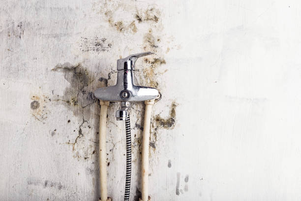 Best Mold Removal Specialists  in Old Hill, CT
