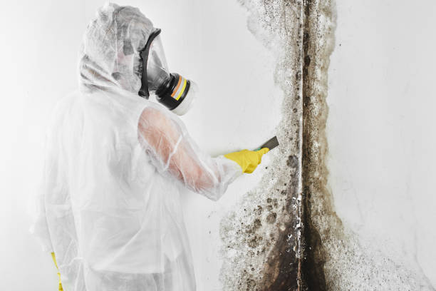Best Professional Mold Removal  in Old Hill, CT
