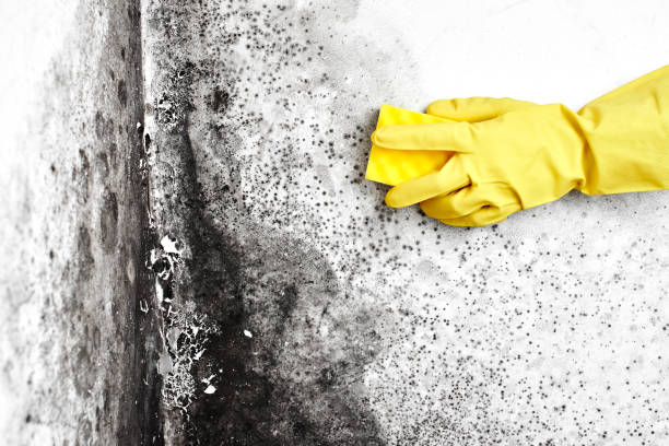 Best Home Mold Removal  in Old Hill, CT
