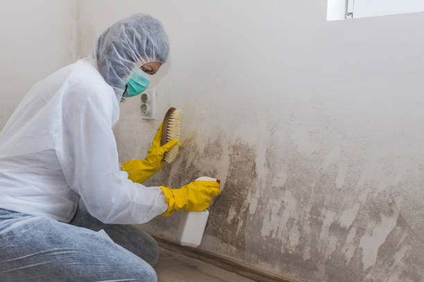 Best Mold Testing and Removal  in Old Hill, CT