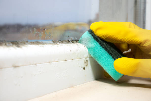 Home Mold Removal in Old Hill, CT