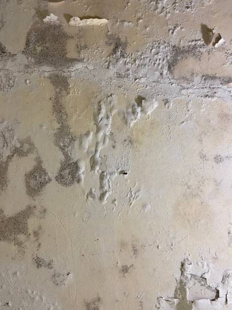 Best Best Mold Removal Companies  in Old Hill, CT
