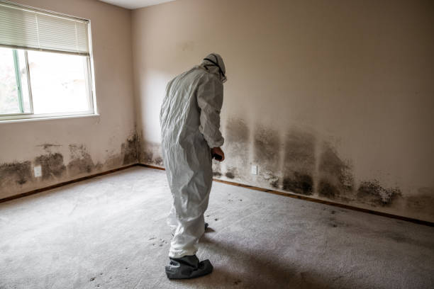Best Mold Remediation Services  in Old Hill, CT