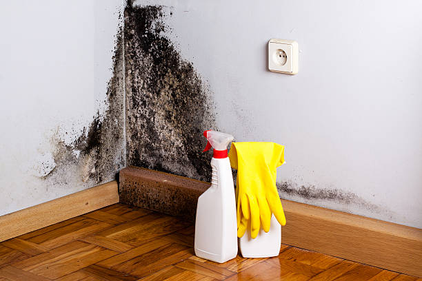 Mold Testing and Removal in Old Hill, CT