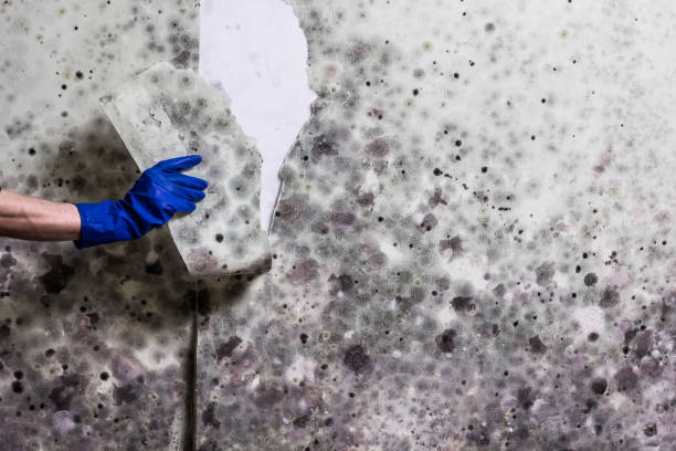 Best Mold Cleaning Services  in Old Hill, CT