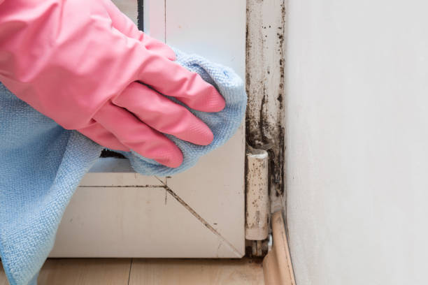 Best Black Mold Removal  in Old Hill, CT